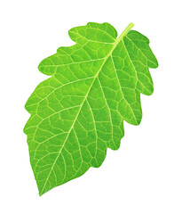 Obraz premium Single tomato leaf isolated on a white background.