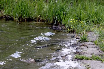 small river in the forest