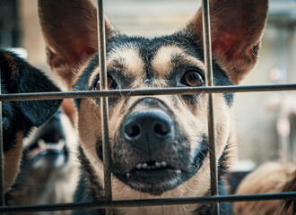 Portrait of sad dog in shelter behind fence waiting to be rescued and adopted to new home. Shelter...