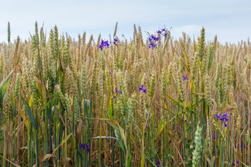 Unripe wheat on field against the sky, bottom view
