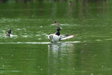 ente, bird, wasser, stockente, see, natur, wild lebende tiere, tier, teich, ente, wild, bird, 