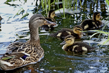 duck and ducklings