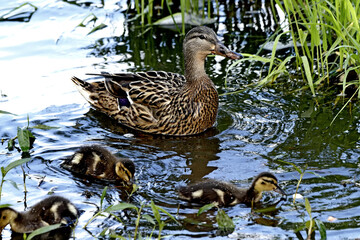 duck and ducklings
