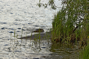reeds in the water