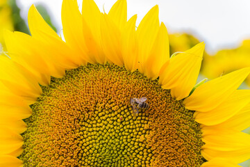 Naklejka premium Fragment of the flower of sunflower with bee close-up
