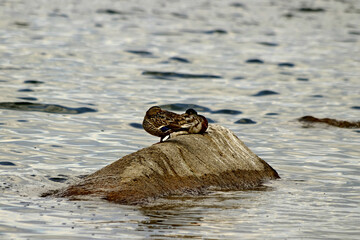 bird on a log