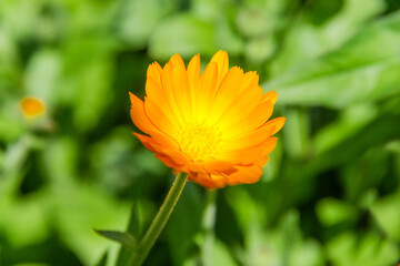 Flower of orange Calendula officinalis close-up in selective focus