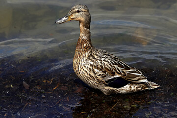 duck on the water