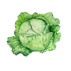 watercolor green cabbage vegetable with leaves