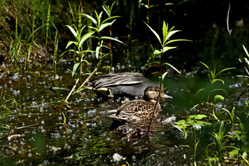 turtle in the pond
