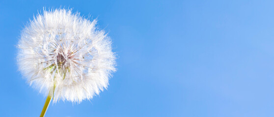 A white fluffy dandelion on background a blue sky. A round fluffy head of a summer plant with seeds. The concept of freedom, dreams of the future, tranquility. Banner, copy space.