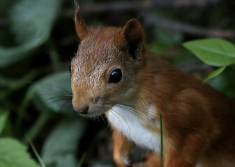 squirrel in the park