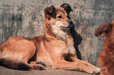 Sad dog in shelter waiting to be rescued and adopted to new home. Shelter for animals concept