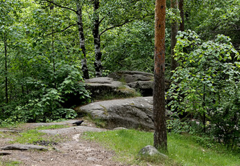 tree in the park