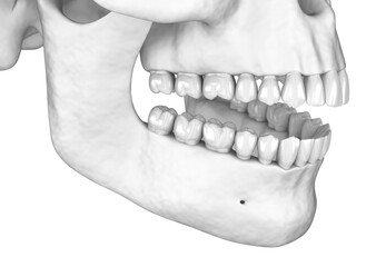 Human white scull. 3D illustration