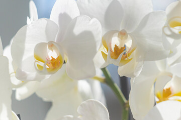 Snow-white with yellow in the center orchid flowers. Orchid on the windowsill against the background of spring greenery outside the window.
