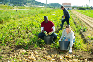 Friendly team of farmers harvest potatoes on field