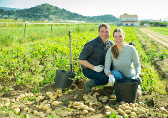 Satisfied husband and wife harvest potatoes in the field