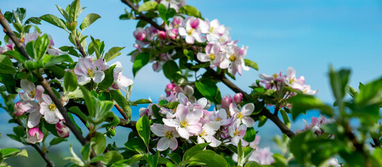 A closeup of apple blossoms on tree branches in spring, pink buds and soft pink flowers with green leaves. 