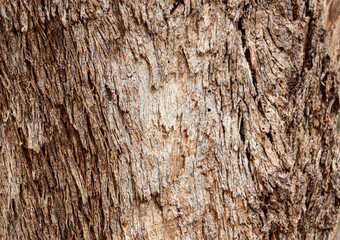 texture of the bark of a tree