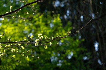 Beautiful green leaves of an oak tree in the nature. Slovakia