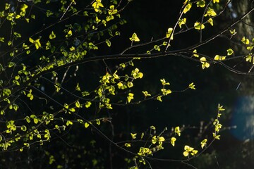 Beautiful green leaves of an oak tree in the nature. Slovakia