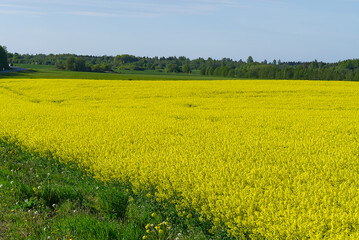 Yellow rapeseed field. Wide angle view of a beautiful field of yellow rapeseed field. Yellow canola field.