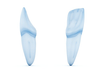 Morphology of maxillary central incisor tooth.  Wired 3d illustration