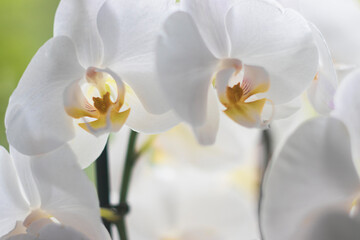 Fototapeta na wymiar Snow-white with yellow in the center orchid flowers. Orchid on the windowsill against the background of spring greenery outside the window.