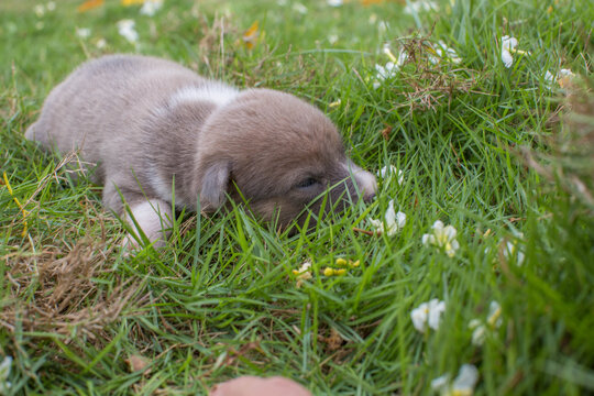 cute 14days old doggy puppy in a gras getting tired the first steps