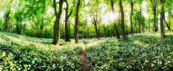 Spring forest with blooming white flowers and sun. Wild garlic - Carpathian mountain