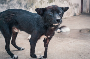 Sad dog in shelter waiting to be rescued and adopted to new home. Shelter for animals concept