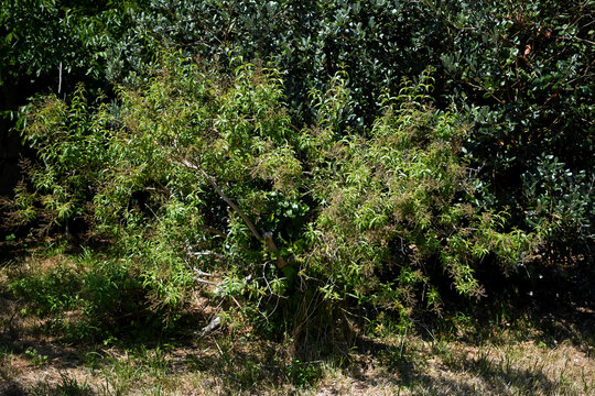 Un arbusto de Hierba Luisa, Aloysia triphylla o Aloysia Citriodora. Arbusto caducifolio con flor que desprende un aroma que recuerda al del limón.
