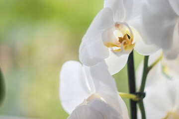 Snow-white with yellow in the center orchid flowers. Orchid on the windowsill against the background of spring greenery outside the window.