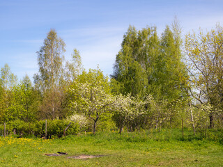 landscape with blooming garden