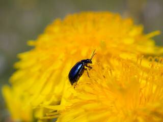 small beetle on a yellow dandelion