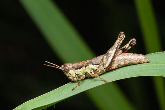 Grasshopper Nymph On Grass Leaf