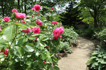 見頃を迎えた薔薇