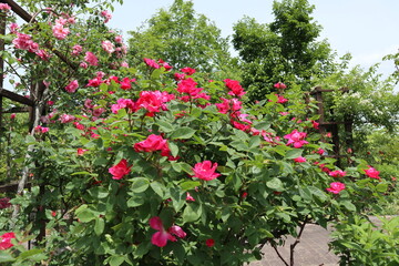 見頃を迎えた薔薇