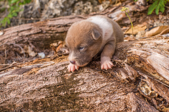 doggy puppy cute 14days old climbing on a wood with the first steps discovering the big world