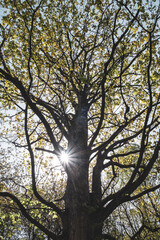 View of a tree with sunbeams in the Czech Republic, Velke losiny.