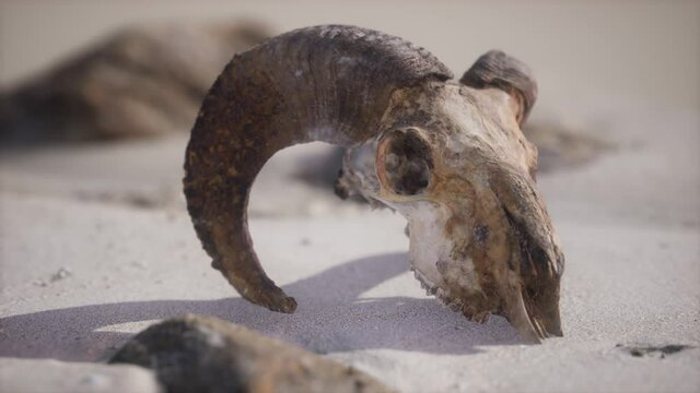 Skull with ram horns on the beach