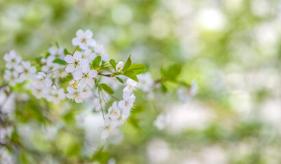 Blooming Apple tree branch in the sunlight, springtime, soft focus