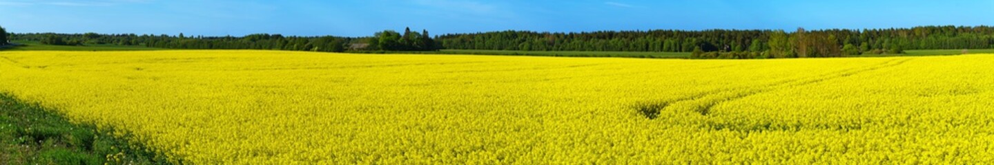 Yellow rapeseed field. Wide angle view of a beautiful field of yellow rapeseed field. Yellow canola field.