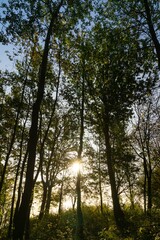 Beautiful green leaves of an oak tree in the nature. Slovakia
