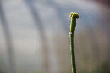 bud of a poppy