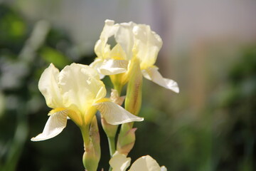 Naklejka na ściany i meble yellow iris flower in spring