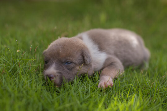 cute 14days old doggy puppy in a gras getting tired the first steps