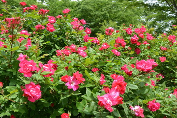 Fototapeta premium 見頃を迎えた薔薇