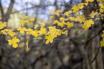 Beautiful green leaves of an oak tree in the nature. Slovakia
